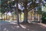  Lot 49, Goodson Loop, Litchfield Country Club , Pawleys Island, South Carolina<br />United States